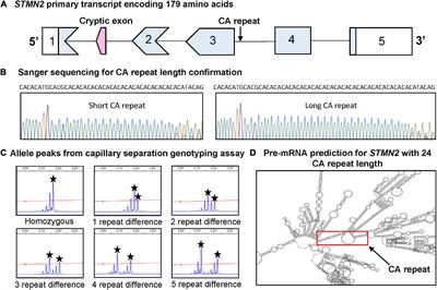 Novel STMN2 Variant Linked to Amyotrophic Lateral Sclerosis Risk and Clinical Phenotype